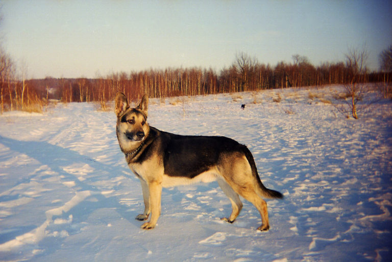 Angus